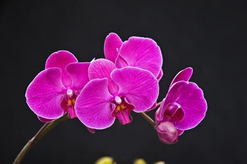 内存是毫不含糊的兰花_2000字