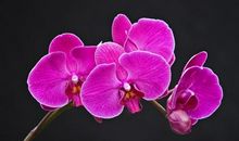 记忆是常开不败的兰花_2000字