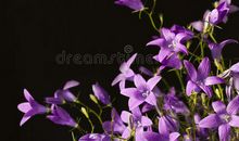 紫罗兰风铃_700字