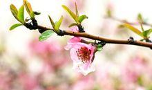 心中的春天_650字