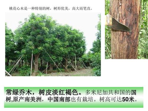 “桃花木材”给了我启示_550字