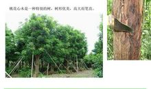 《桃花心木》给我的启示_550字