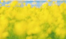 微茫的希望_2000字