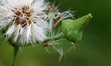 生命的颂歌_450字