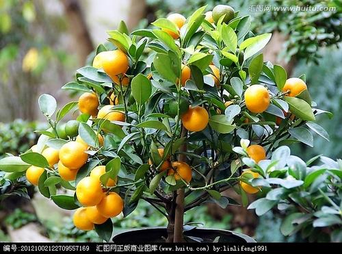King Orange Tree_100字