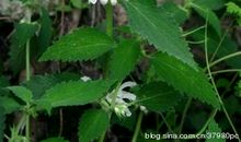 花之间的事_450字