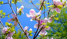 春天的美丽_450字