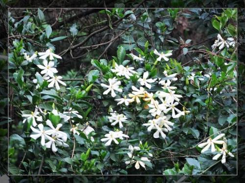 子花山的科学（2）_1000字