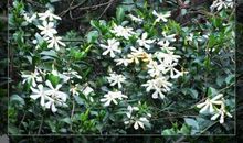 栀子花山的科莱雅（二）_1000字