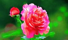 致我亲爱的C_1000字