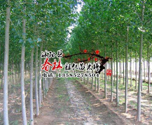 毛阳树_1500字