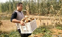 农民不农_1500字