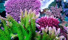 水流最低处有颗珊瑚的心_750字