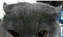 小老鼠的杯具_650字