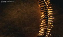 小草的杯具_750字