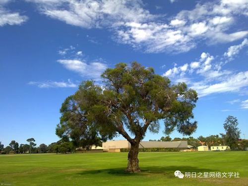 如果我是校园里的一棵树_600字