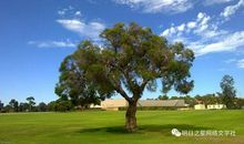 假如我是校园里的一棵树_600字