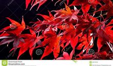 秋天的颜色_100字