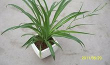 三年级状物作文：我的植物朋友杨柳_300字