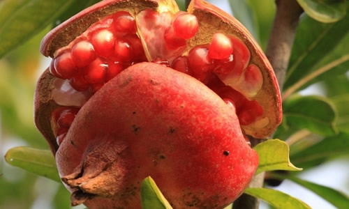 pomegranate_100字