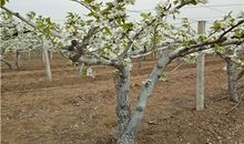 我是一棵小小的树苗_550字