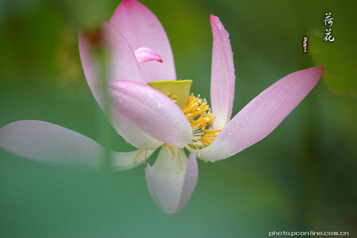 写作组成：大湖莲花_900字