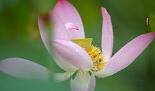 写景作文：大明湖的荷花_900字