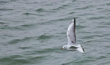 红嘴鸥归来_1500字