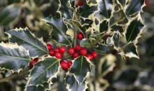 花园里的冬青_400字