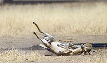 羚羊与花豹_1000字