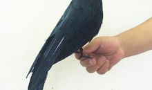 乌鸦的羽毛_350字