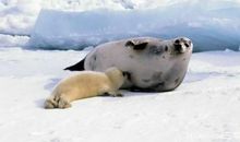 可爱的动物_400字