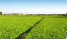 我爱家乡的田野_200字