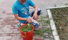 保护校园环境，从我做起_550字