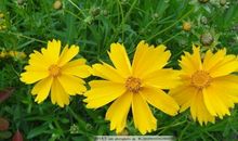 顽强的小草_1000字