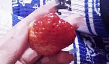 我喜欢吃草莓_250字