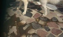 我家的雪獒_400字