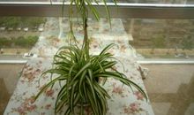 初二状物作文：吊兰_550字