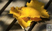 初二状物作文：落叶的季节_1000字