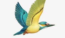 初二状物作文：飞鸟_500字