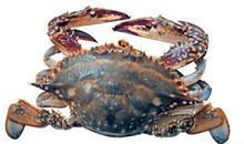 我喜爱的小螃蟹_600字