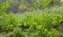 春天的味道_1500字