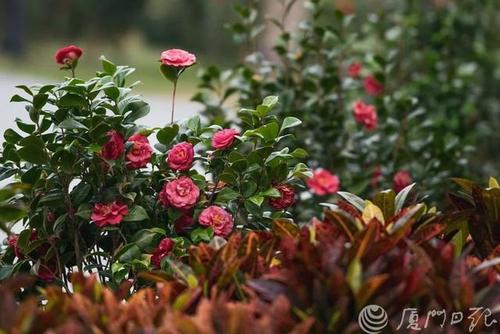 [微作文]花落于等待开花_700字