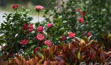 【微作文】花落只为了等待花开_700字