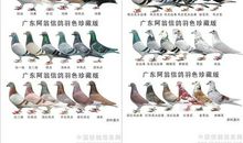 爱是什么颜色_300字