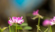 《小小摄影师》续写_300字