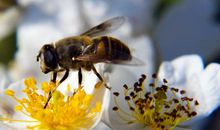 假如我是蜜蜂_400字