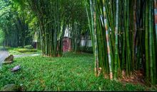 《家乡的竹》_750字