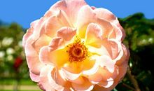 当花儿不再美丽的时候_900字