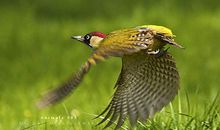 鸟给人的启示_1500字